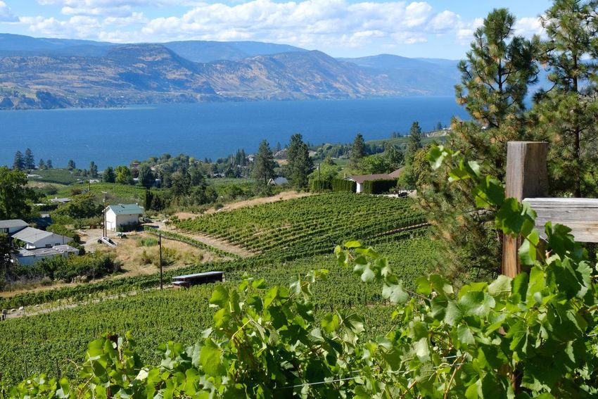The Daydreamer Winery in Naramata, Canada, Aug. 25, 2020. British Columbia's wines are improbably being embraced by wine snobs around the world, but legal restrictions, and regional biases, are getting in the way at home.