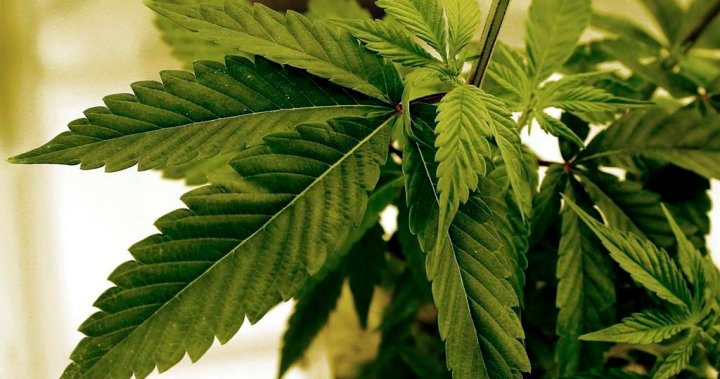Manitoba government plans to lift ban on homegrown recreational cannabis