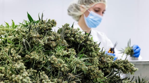 Medical cannabis hurdles remain in Canada. Here's why